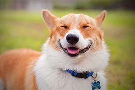Image result for Dogs That Smile