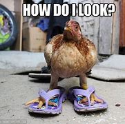 Image result for Funny Chicken Memes