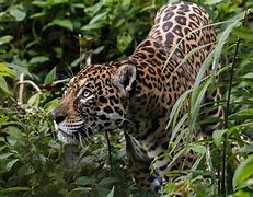 Image result for Bolivian Animals