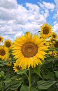 Image result for aesthetic sunflower feild