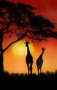 Image result for Afrika Tiere 4K