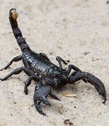 Image result for What Are Scorpions