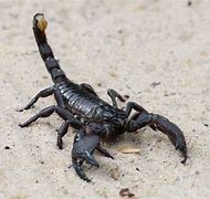 Image result for Do Scorpions Poop