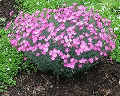 Image result for Firewitch Dianthus Plant, 1 Gal- Easy Pink Groundcover, Zone 5-8