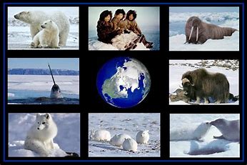 Image result for artic collage