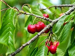 Image result for Wild Cherry Tree Seeds