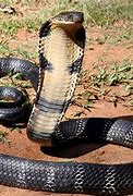 Image result for Snake Monster Giant Cobra