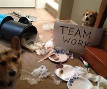 Image result for Dogs Teamwork Funny