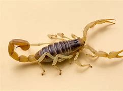 Image result for Scorpion Home