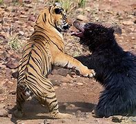 Image result for Tiger vs Black Bear