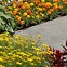 Image result for Low-Growing Border Perennials