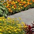 Image result for Perennial Flowers at Lowe's