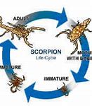 Image result for Scorpion Life Cycle