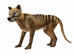 Image result for Tasmanian Tiger in the Wild