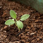 Image result for Sage Seedlings
