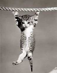 Image result for Image Cat Hanging at Thend of Rope