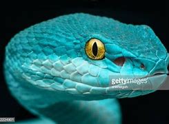 Image result for Poisonous Snake Head