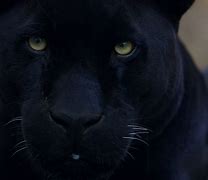 Image result for Black Panther Face