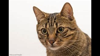 Image result for Bobo Kbir Cat