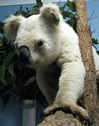 Image result for White Koala