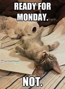 Image result for Monday Cat Meme Hung Over