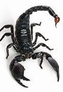 Image result for Scorpion Venom