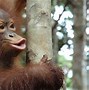 Image result for Baby Monkey Screensavers