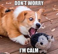 Image result for Calming Funny