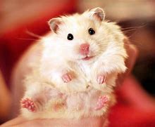 Image result for Cute Hamsters
