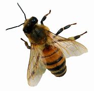 Image result for Bee Signs