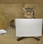 Image result for funniest cats computer wallpapers