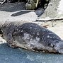 Image result for Caspian Seal in Water
