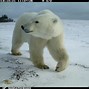 Image result for Polar Bear Hoodie