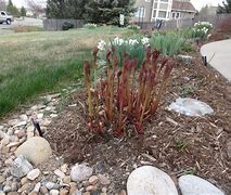 Image result for Staking Peonies