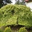 Image result for Japanese Evergreen Tree Types