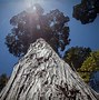 Image result for Oldest Known Tree On Earth