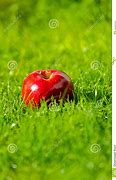 Image result for Apple Laying Down