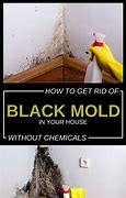 Image result for Remove Mold From Home