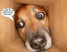 Image result for Dogs Are Funny