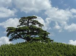 Image result for Cedar Trees All Types