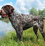 Image result for Types of Hunting Dog Breeds