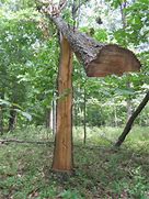Image result for Barber Chair Tree