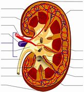 Image result for Kidney Staging