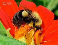 Image result for Wild Bees