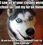 Image result for Siberian Husky Joke Meme