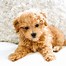 Image result for Maltipoo Mix Puppies