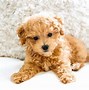 Image result for Maltipoo Puppies Adult