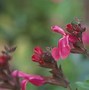 Image result for Perennial Sage Salvia