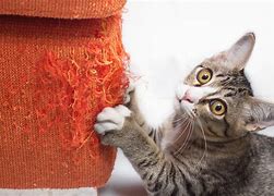 Image result for Stop Cat Scratching