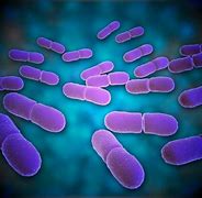 Image result for Bakteri Listeria Monocytogenes